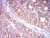 CD102 Primary Antibody MP31390 [M7A6E11]