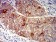 FOLR1 Primary Antibody MP31397 [M2G5C12]