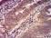 FOLR1 Primary Antibody MP31397 [M2G5C12]