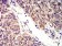 BTN2A2 Primary Antibody MP31401 [M6C7D2]