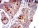 CD1C Primary Antibody MP31403 [M3G1B3]