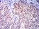 CD1C Primary Antibody MP31404 [M2A7C11]