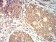 CD140a Primary Antibody MP31406 [M5B11G5]
