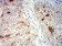 CD227 Primary Antibody MP31407 [M3B10B4]