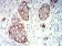 CD227 Primary Antibody MP31407 [M3B10B4]