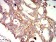 APC2 Primary Antibody MP31410 [M3A2G2]