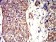 APC2 Primary Antibody MP31410 [M3A2G2]
