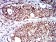 CD129 Primary Antibody MP31412 [M4A11H2]