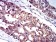 CD129 Primary Antibody MP31412 [M4A11H2]