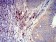 CD319 Primary Antibody MP31417 [M5G5A4]