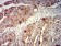 CD63 Primary Antibody MP31423 [M1E8D4]