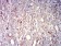 CD63 Primary Antibody MP31424 [M1H3E3]