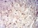 CD44 Primary Antibody MP31428 [M7F4F12]
