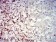 CD39 Primary Antibody  MP31443 [M6H12F9]