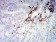 CD45 Primary Antibody MP31446  [M1B9B10]