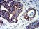PIGR Primary Antibody MP31481 [M6E5A9]