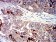 PIGR Primary Antibody MP31482 [M1E2B12]