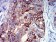 TNFRSF18 Primary Antibody MP31485 [M4H2D6]