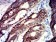 TNFRSF18 Primary Antibody MP31485 [M4H2D6]