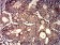 CD46 Primary AntibodyMP31495 [M1A5A5]
