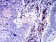 CD352  Primary Antibody MP31513 [M2F1C9]