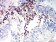CD352  Primary Antibody MP31513 [M2F1C9]