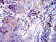 CD53 Primary Antibody  MP31519 [M1H2C7]