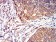 CD53 Primary Antibody MP31520 [M7A8D3]