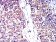 CD53 Primary Antibody MP31520 [M7A8D3]