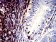CD11a Primary Antibody MP31525  [M5G7C5]
