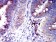 CD327 Primary Antibody MP31534  [M3C11C12G1]