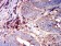CD97 Primary AntibodyMP31542  [M6D7E6]