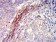 CD363 Primary Antibody  MP31546 [M8E4H5]