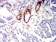 CD363 Primary Antibody  MP31546 [M8E4H5]