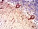 RAB27B Primary Antibody MP31553  [M2G11C2]