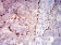 CD182 Primary Antibody MP31560  [M7E9H12]