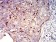 CD182 Primary Antibody MP31561 [M5F7A11]