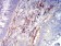 CD61 Primary Antibody MP31581  [M3E8A6]