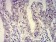 ATXN1 Primary Antibody [M4C7B11]