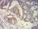 CD239 Primary Antibody MP31624  [M5C5A6]