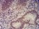 EHMT2 Primary Antibody MP31627  [M2D12A11]