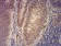 KAT2B Primary Antibody MP31630  [M7D12C8]