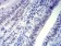 CTNNBL1 Primary Antibody MP31644  [M3C7F9]
