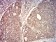 CAPN1 Primary Antibody  MP31705 [M5B2G10]