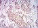 IDH2 Primary Antibody MP31711  [M3E8D12]