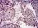 IDH2 Primary Antibody MP31711  [M3E8D12]