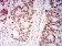 KMT2D Primary Antibody  MP31725 [M1D10F6]