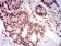 AKT1S1 Primary Antibody MP31726  [M6H1C6]
