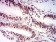 AKT1S1 Primary Antibody MP31726  [M6H1C6]