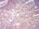 CYCS Primary Antibody MP31738[M5E6B11]
